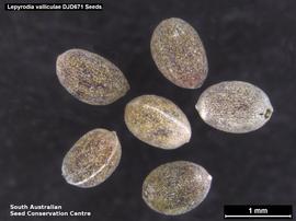   Seeds:   Lepyrodia valliculae ; Photo by South Australian Seed Conservation Centre, used with permission
